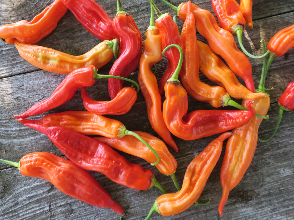 Piment fort 'Delight Peach F' – Image 3
