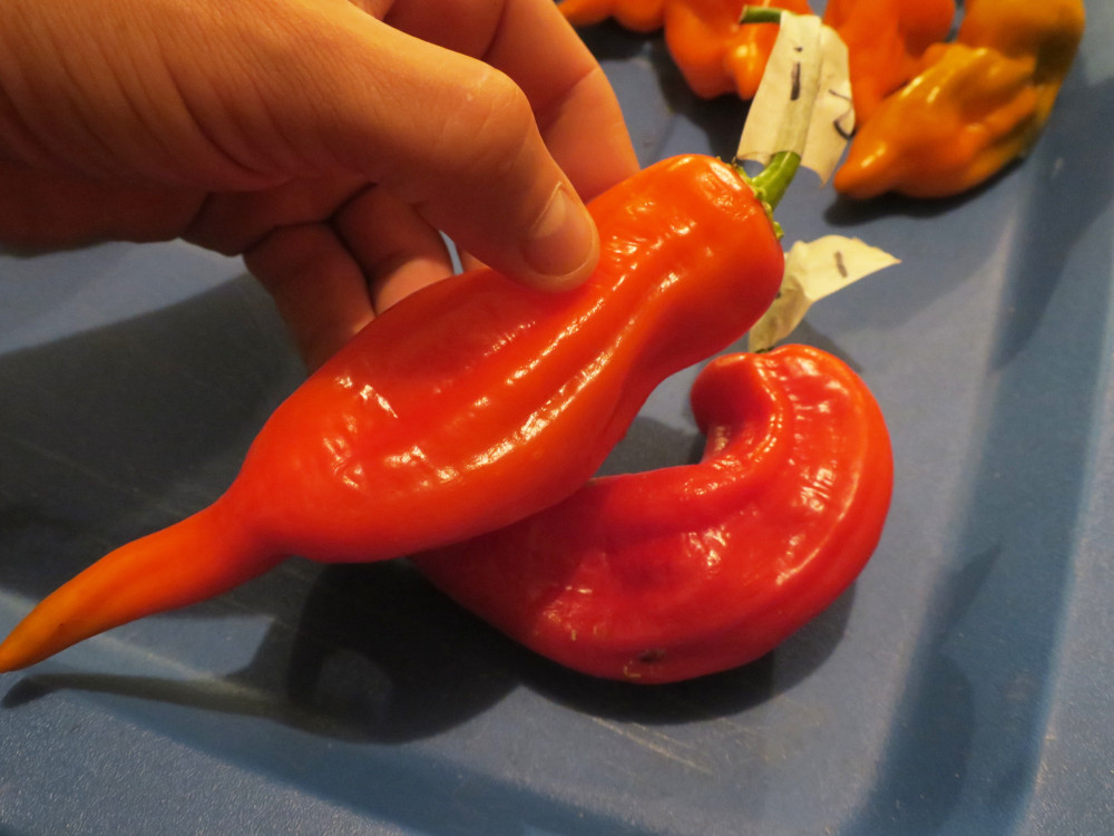 Piment fort 'Delight Peach F' – Image 2
